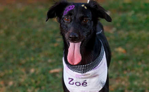 Zoé